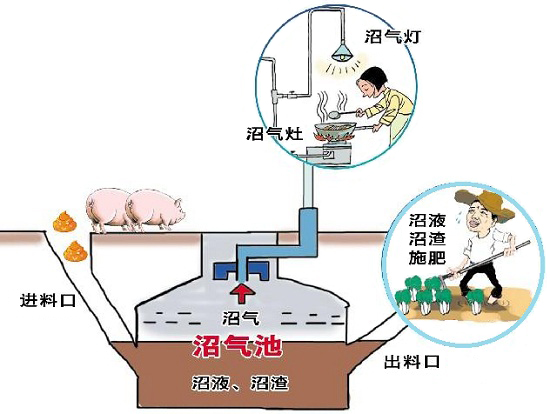 沼氣發酵菌